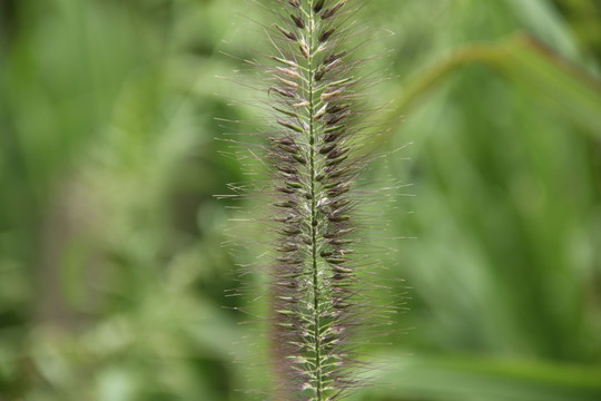 野草