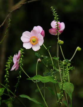 野棉花