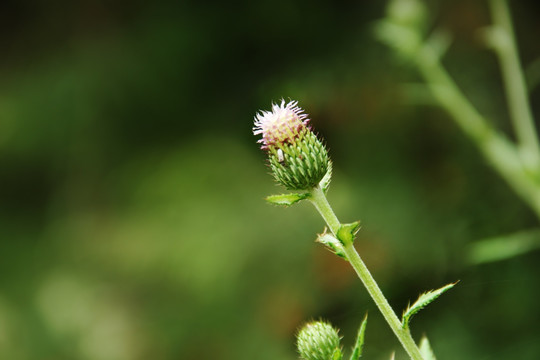 花卉