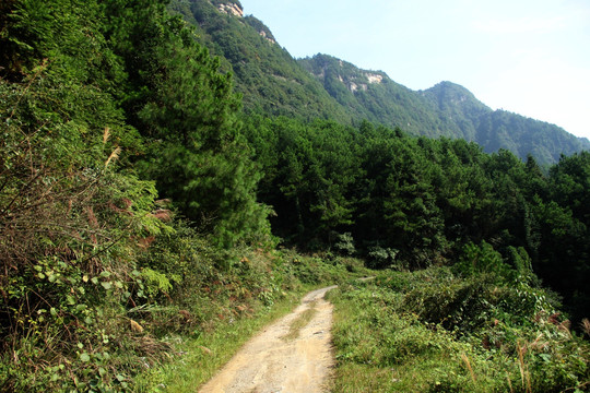 大山 森林 路