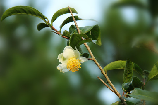 茶花 山茶花