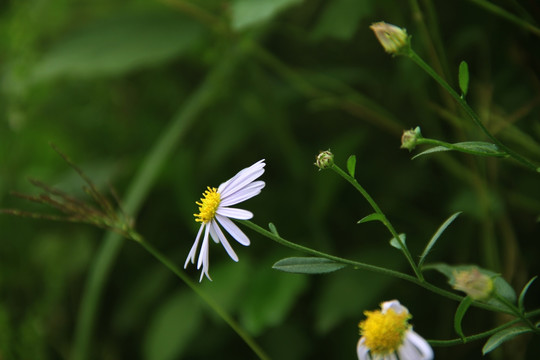 野花 花卉