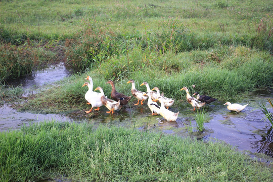 鸭子 水库 池塘 绿色养殖 鹅