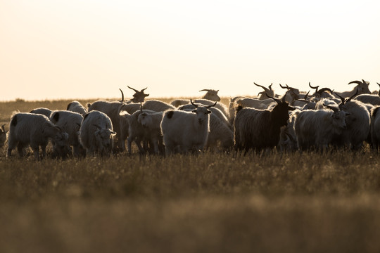 草原上的羊群 暖调