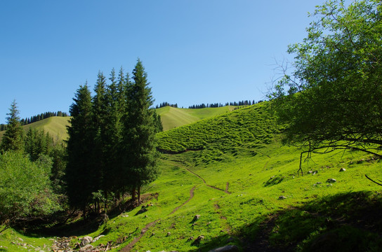 天山牧场