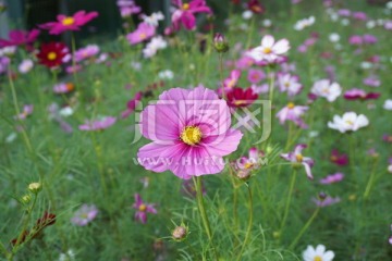 波斯菊 秋英
