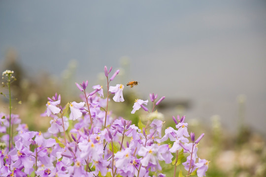 野花丛中的蜜蜂