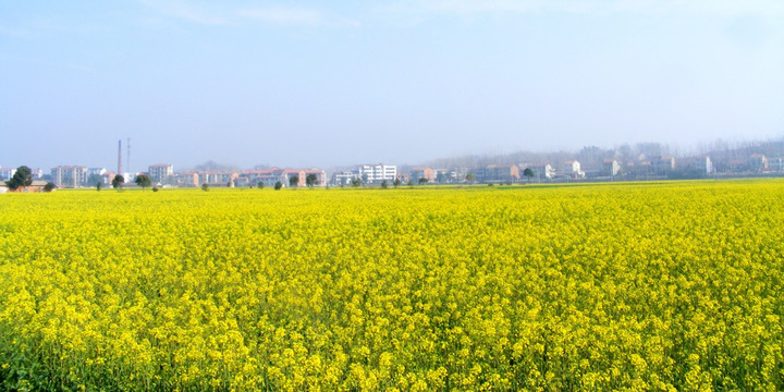 油菜花