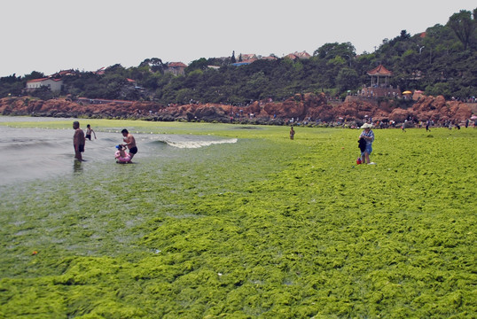 青岛浒苔灾害