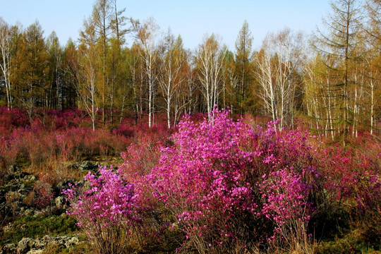 春季杜鹃花 森林 白桦林