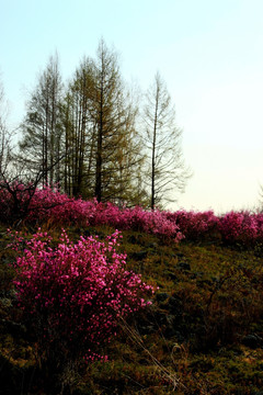 森林杜鹃花