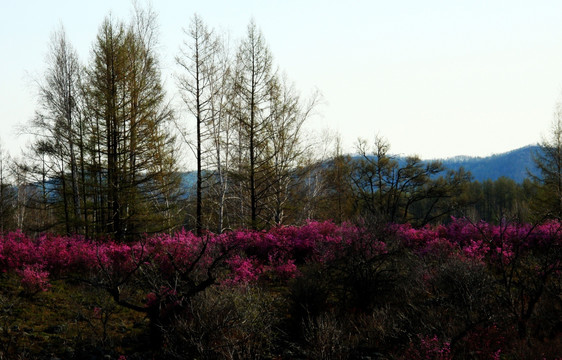 森林杜鹃花