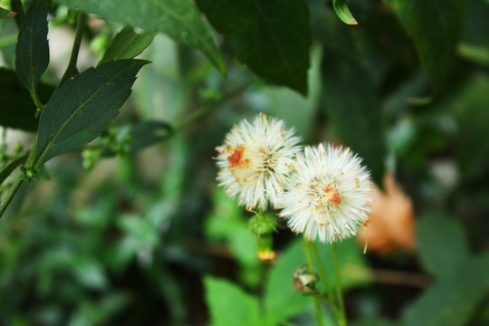 飞蓬花