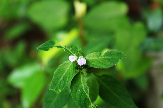 粉色草花特写