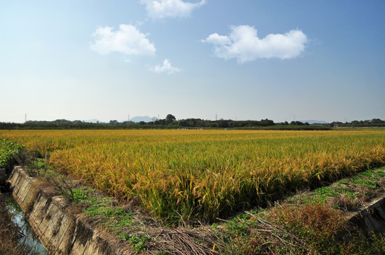 稻田丰收