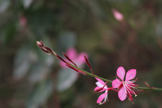 山柑花素材