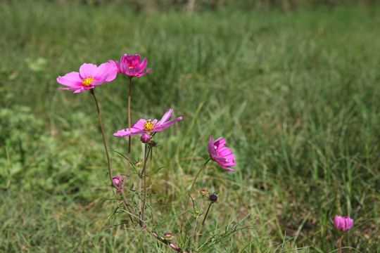 波斯菊