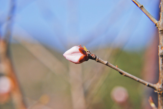 桃花