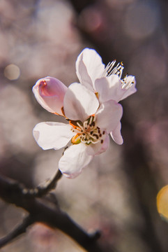 桃花