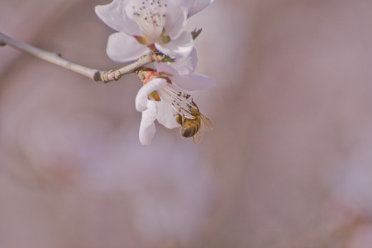 桃花