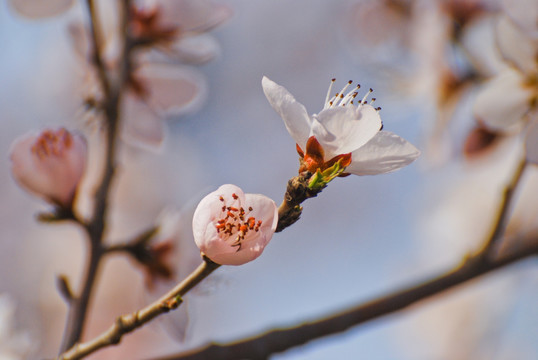 桃花