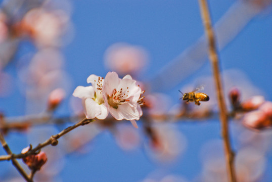 桃花