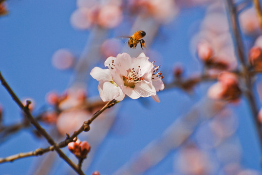 桃花