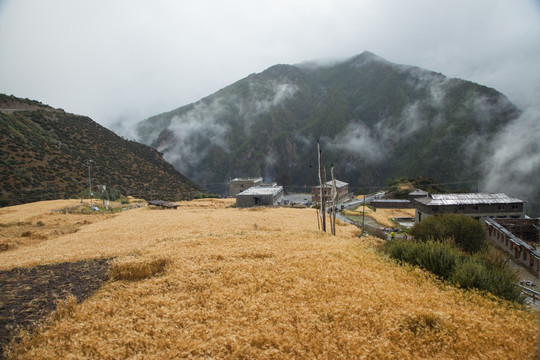 麦田