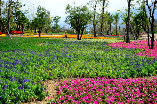 花卉基地