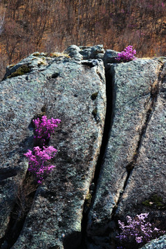 岩石缝中盛开的杜鹃花