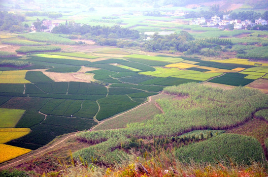 田野