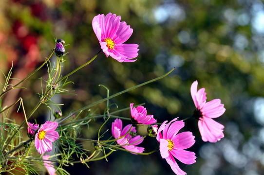 格桑花