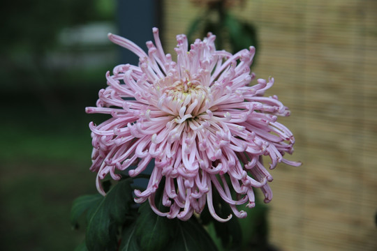 菊花 花 花卉 花草 植物 植