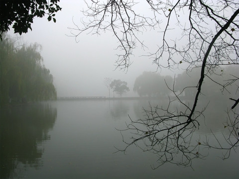 雾霾天气 枯树