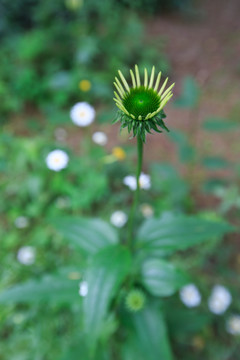 野菊花