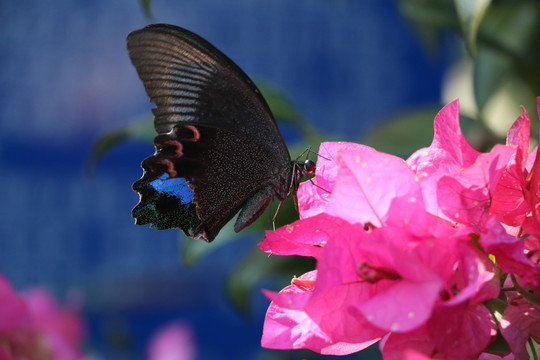 蝴蝶和花