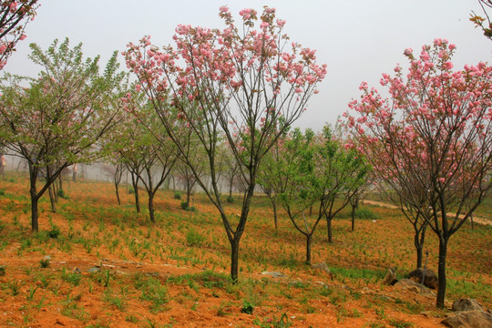 樱花