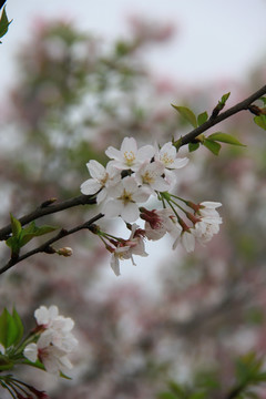 樱花