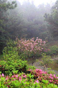 松树 映山红