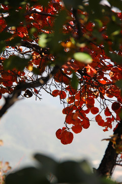 香山 红叶