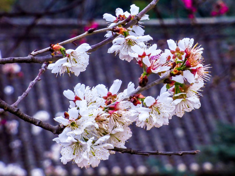 樱花