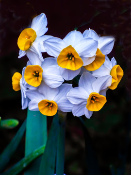 水仙花