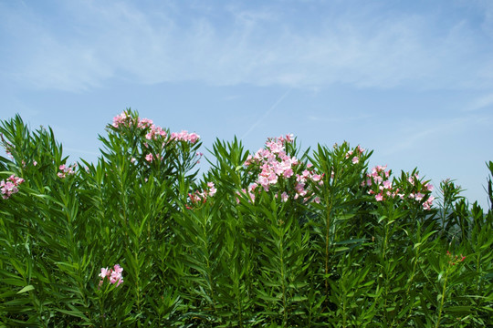 花草