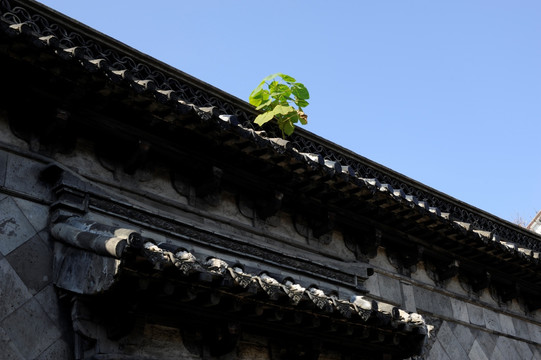 古建筑墙头的一棵小树小草