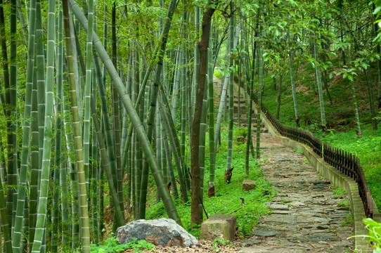 竹林小路