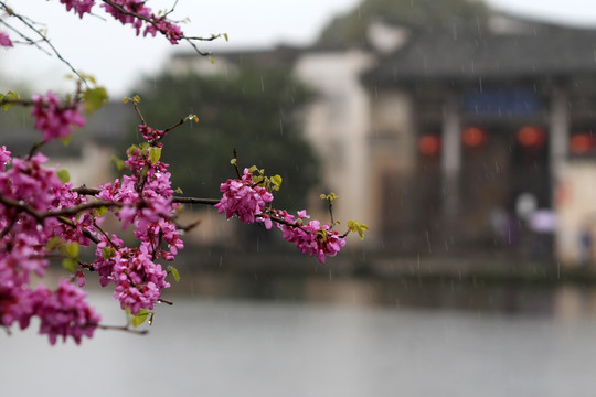 宏村南湖边的细雨桃花