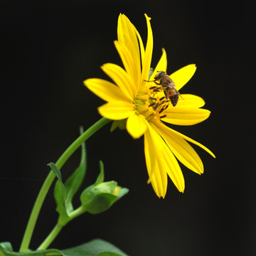 蜜蜂和野菊花