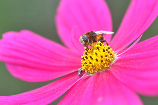 蜜蜂和格桑花