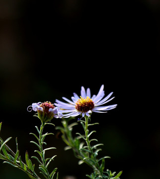 山菊