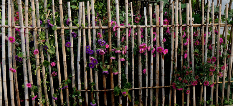 篱笆与菊花